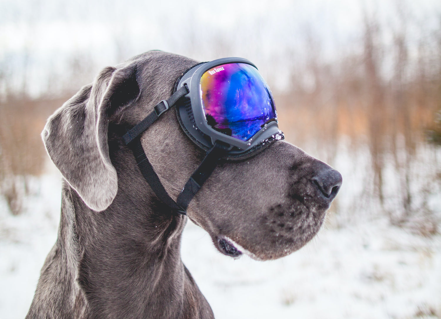 Lumilautailu- ja Laskettelulasit: Opas Parhaisiin Valintoihin